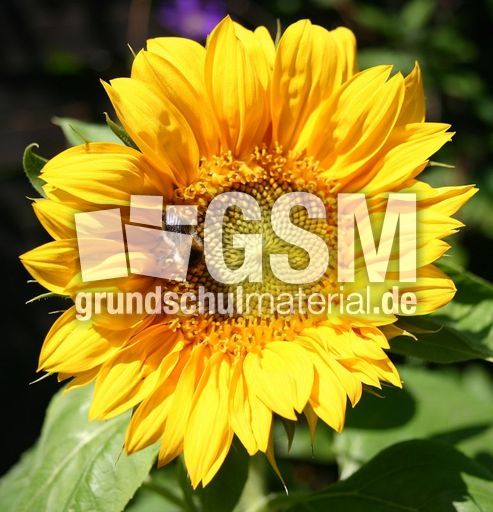 Sonnenblume-Hummel.jpg